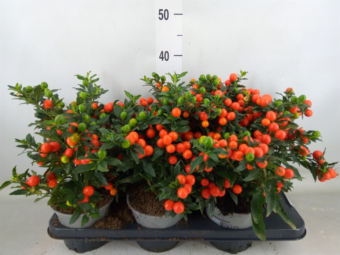 <h4>Solanum pseudocapsicum 'Bartoli'</h4>