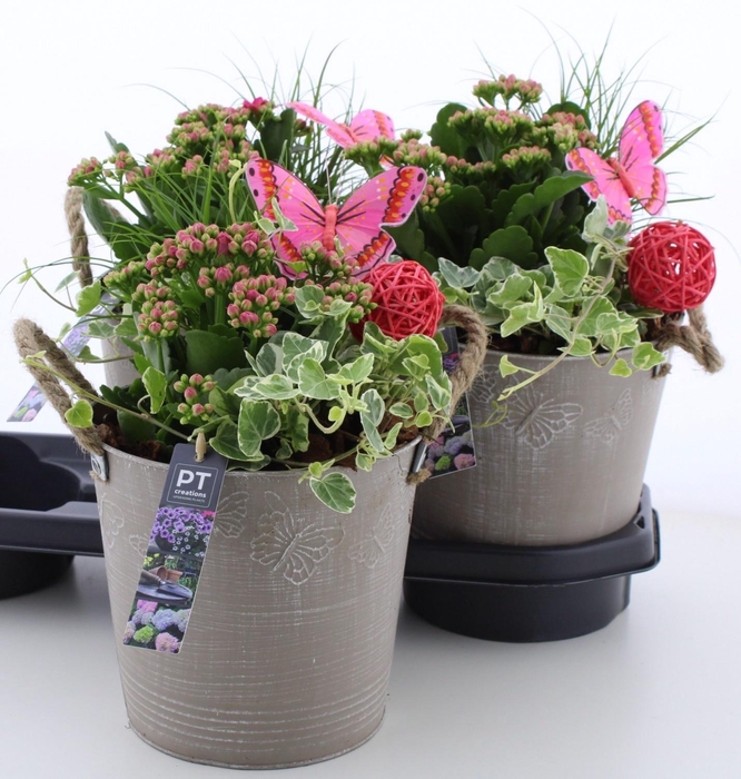 <h4>ARR TUINPLANTEN</h4>