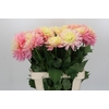 Dahlia Just Married