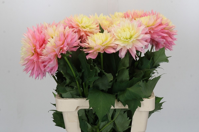 Dahlia Just Married