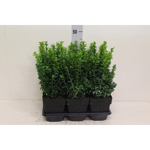 Buxus semp.   ...