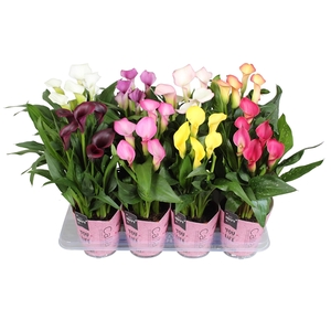 Zantedeschia gemengd SoHappyCalla mix met roze gift potcover