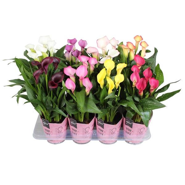 <h4>Zantedeschia gemengd SoHappyCalla mix met roze gift potcover</h4>