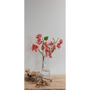 BOUGAINVILLEA BUNDLE BEAUTY BK77000 L40