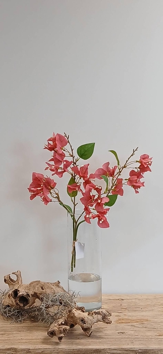 <h4>BOUGAINVILLEA BUNDLE BEAUTY BK77000 L40</h4>