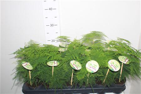 <h4>Aspar Setaceus</h4>