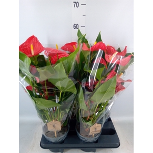 Anthurium andr. 'Casparo'