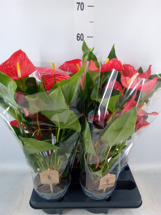 <h4>Anthurium andr. 'Casparo'</h4>