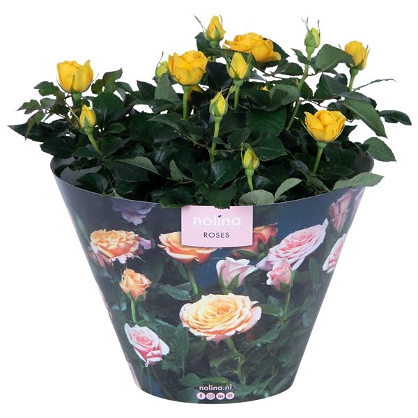 <h4>Nolina Roses Excellent Bowl Ø 23 Yellow</h4>