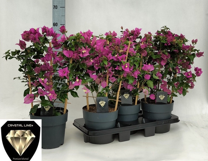 BOUGAINV ALEXANDRA