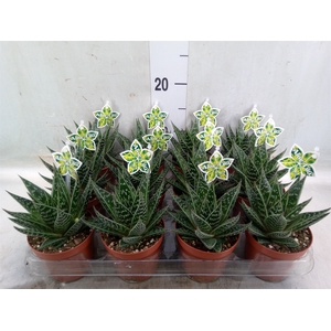 Aloe aristata 'Tiki Tahi'