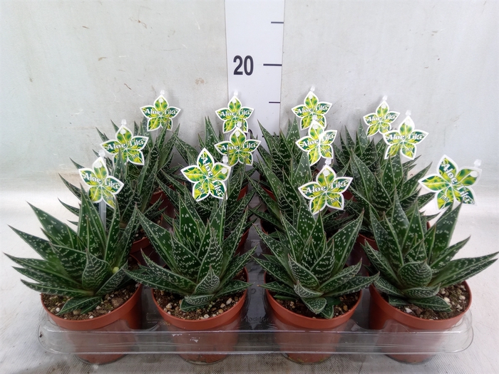 <h4>Aloe aristata 'Tiki Tahi'</h4>