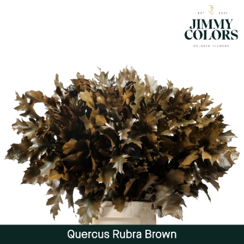 Quercus Rubra L80 Klbh. bruin