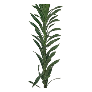 FOLHAGEM DRACENA PLEOMELE CINZA