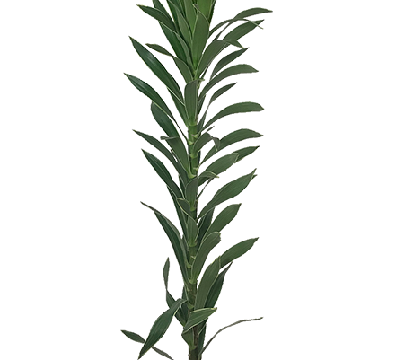FOLHAGEM DRACENA PLEOMELE CINZA