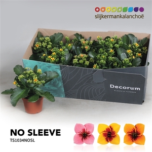 Kalanchoe No Sleeve - 10,5 cm Tiger MIx