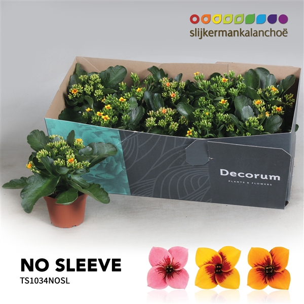 <h4>Kalanchoe No Sleeve - 10,5 cm Tiger MIx</h4>