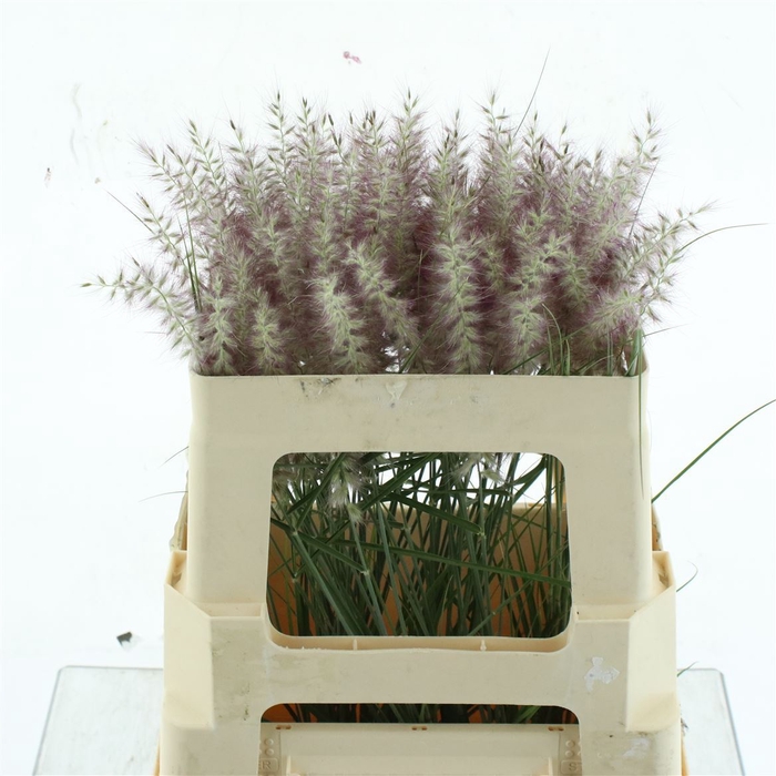 <h4>Pennisetum Karly Roze</h4>