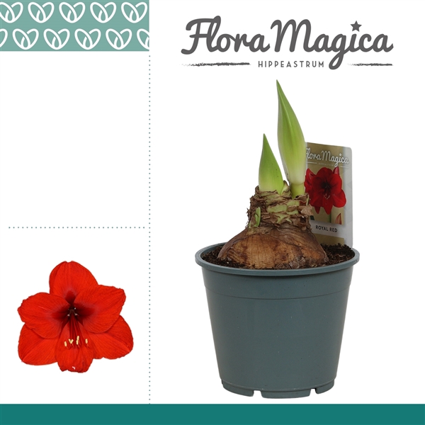 <h4>Amaryllis Royal Red 2 Knop OP</h4>
