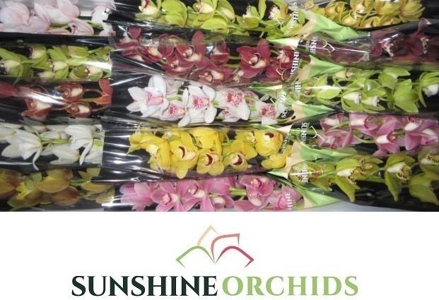 <h4>CYMB MI GEM</h4>