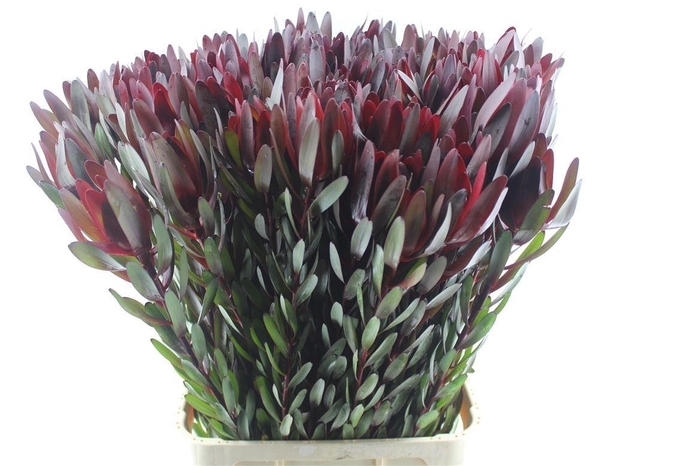 <h4>Leucad Saf Sunset</h4>