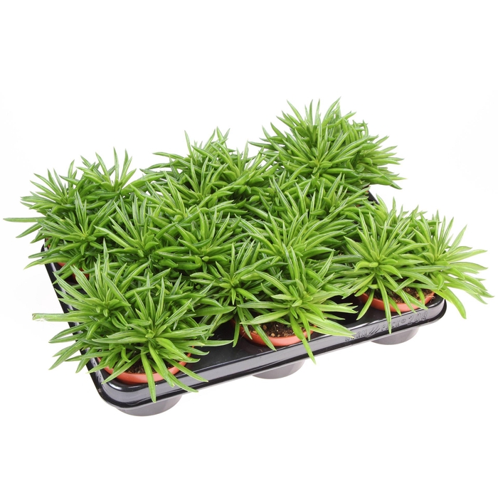 <h4>Peperomia ferreyrae 'Happy-Bean'</h4>