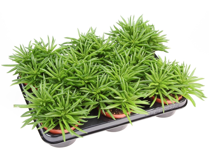 <h4>Peperomia ferreyrae 'Happy-Bean'</h4>