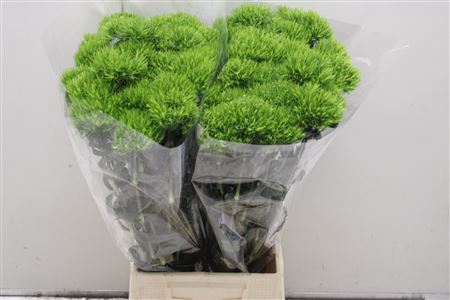 <h4>Di Barb Kiwi Mellow X60</h4>