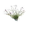 Verbena bonariensis