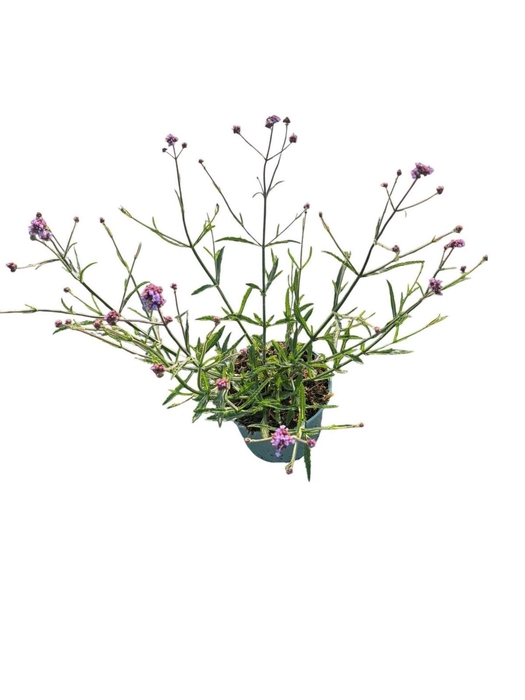 Verbena bonariensis