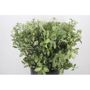 Pittosp Nevato Wit 150gr P Bunch