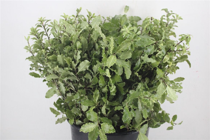 <h4>Pittosp Nevato Wit 150gr P Bunch</h4>