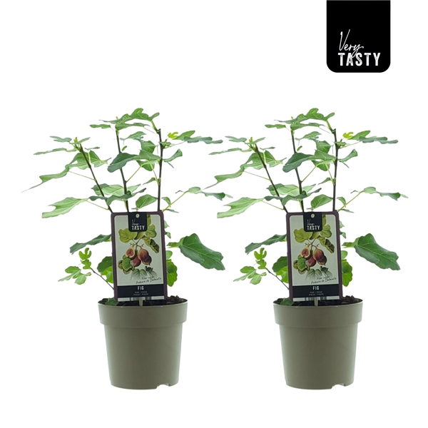 <h4>Ficus Precose de Dalmatie</h4>