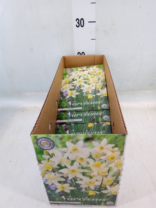 <h4>Narcissus   ...flowerbulbs</h4>