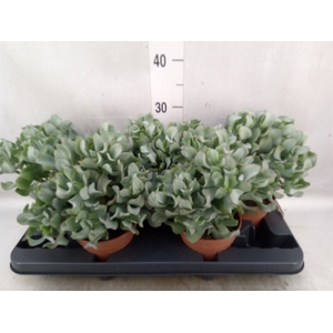 Crassula arborescens