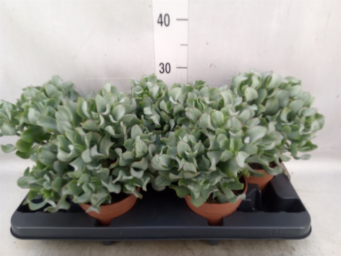 Crassula arborescens