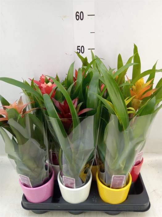 <h4>Guzmania ...mix</h4>