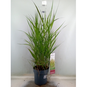 Panicum virgatum