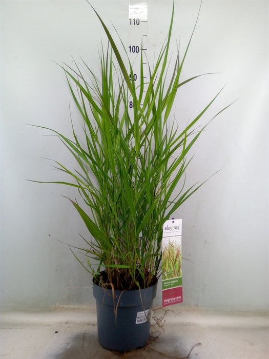 <h4>Panicum virgatum</h4>