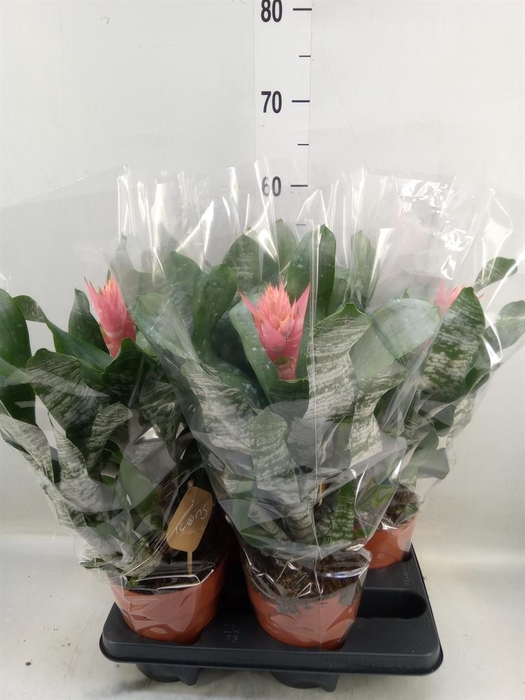 <h4>Aechmea   ...</h4>