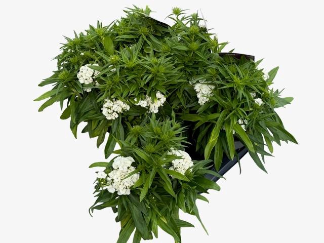 <h4>DIAN DART WHITE</h4>