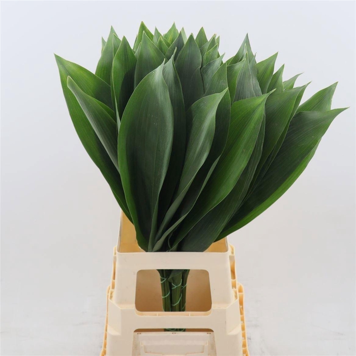 <h4>Aspidistra Elatior</h4>