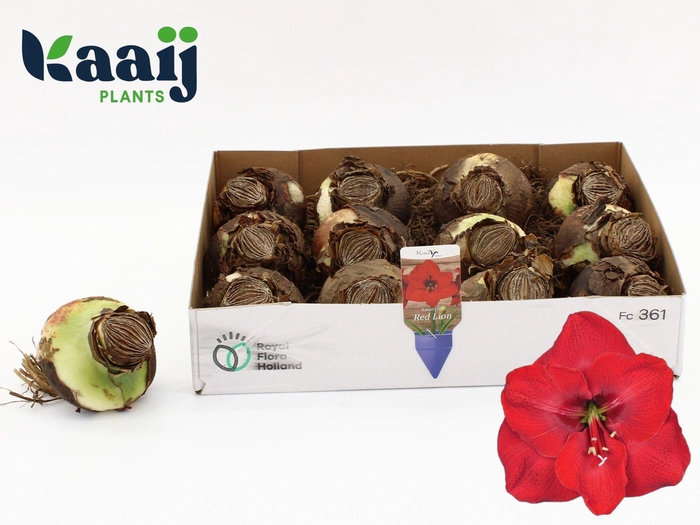 <h4>BLOEMBOL HIPPEASTRUM</h4>