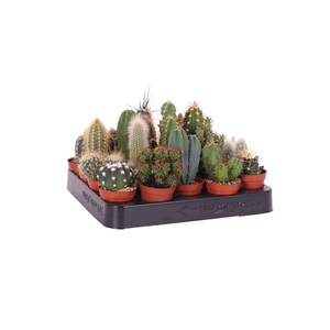 Cactus mix 5,5 cm