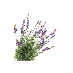 Lavender Bush Purple