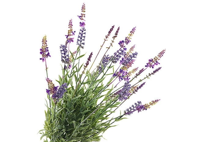 <h4>Lavender Bush Purple</h4>