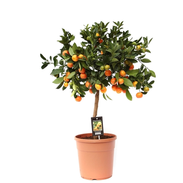 <h4>Citrus Calamondin</h4>