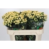 Hypericum Magical White Prince