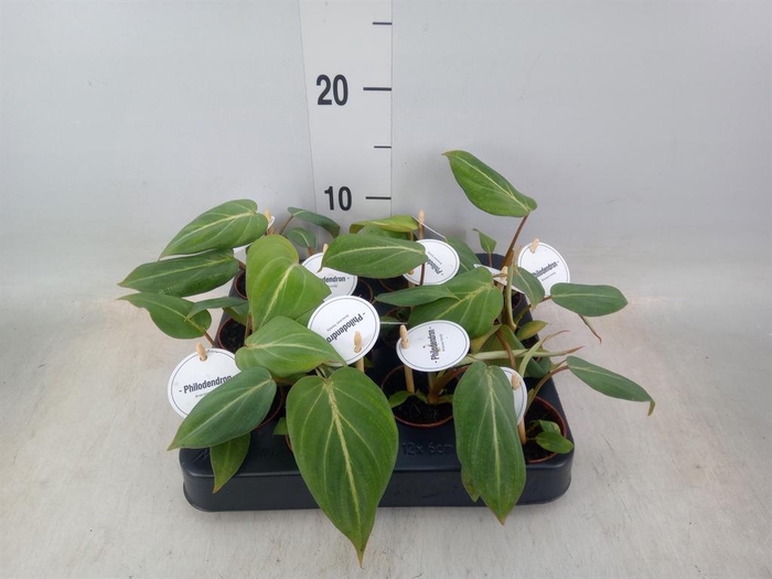 <h4>Philodendron   ...</h4>