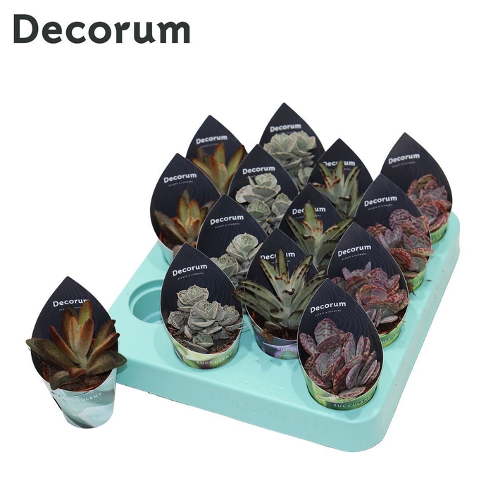 <h4>Kalanchoe Mix (4spc.) (decorum) Decorum Potcover</h4>